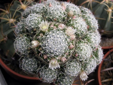 Dolichothele albescens (Tiegel) Backeberg